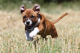 STAFFIE 134